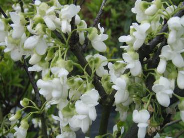 Cercis siliquastrum Royal White mit weißen Blüten