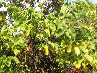 Herbstlaub und Fruchthülsen des weißblühenden Judasbaums Royal White