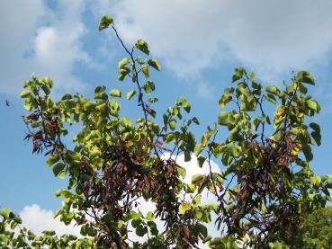 Cercis siliquastrum Royal White in beginnender Herbstfärbung