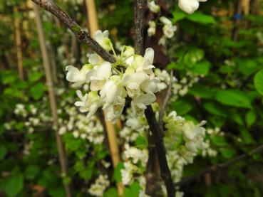 Der Judasbaum Royal White blüht im April.