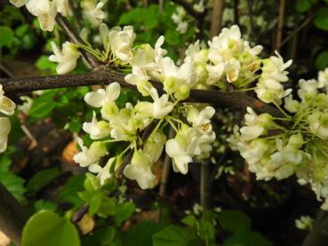 Der Judasbaum Royal White ist ein schöner Blütenbaum.