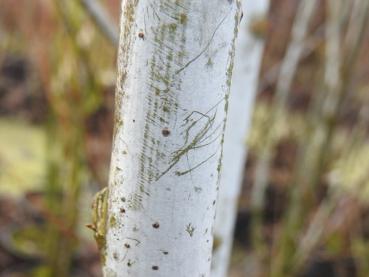 Salix daphnoides Silbergrau