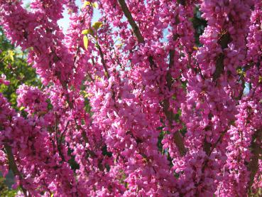 Überreiche Blüte des Judasbaums Avondale