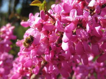 Der Judasbaum Avondale wird auch gerne von Bienen angeflogen.