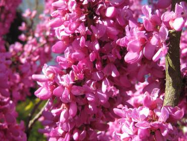 Judasbaum Avondale - hübsche rosarote Blüten