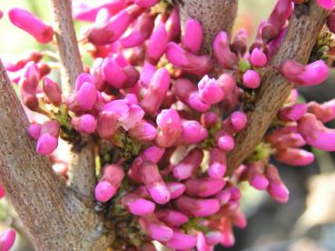 Chinesischer Judasbaum Avondale - pinke Blüten