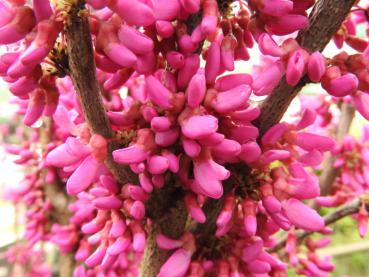 Die pinken Blüten des Judasbaums Avondale erscheinen vor den Blättern.