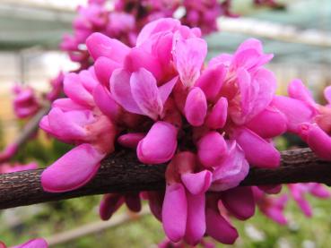 Judasbaum Avondale - pinke Blüten im April