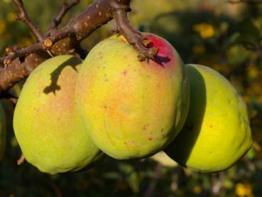 Baumschule Eggert - Blütensträucher, Baumschulen, es unserem gibt - Online-Shop! Konstantinopeler Heckenpflanzen in hier günstig Apfelquitte