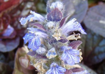 .Ajuga reptans Elmblut