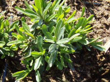 .Dianthus deltoides Leuchtfunk