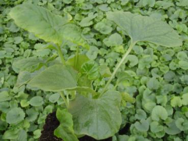 Doronicum orientale Magnificum