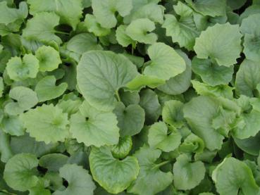 Doronicum orientale Magnificum