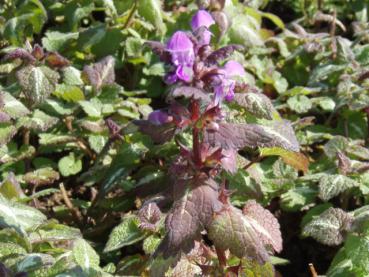 Lamium maculatum Chequers