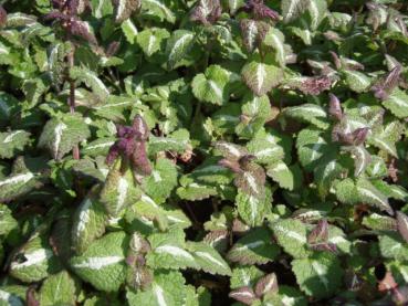 Lamium maculatum Chequers