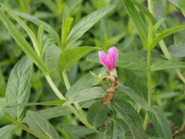 Beginnende Blüte des Blutweiderichs Robert