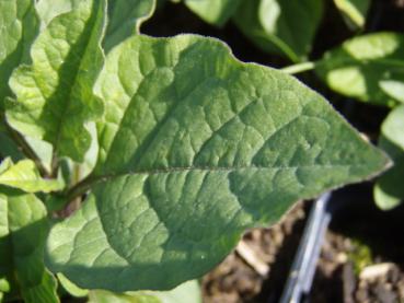 Physalis alkekengi var. franchetii