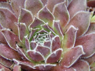 Sempervivum mit roten Rosetten