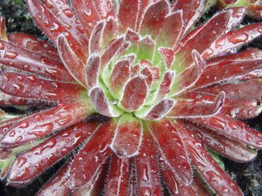 Sempervivum mit roten Rosetten