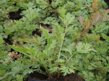 Tanacetum coccineum Robinsons Rot