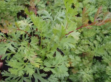 Tanacetum coccineum Robinsons Rot