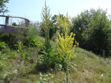 Verbascum olympicum liebt einen sonnigen, trockenen Standort