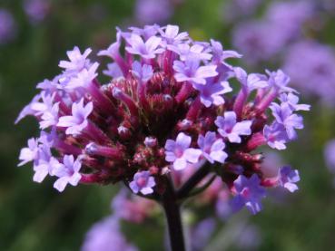 Verbena bonariensis - violette Blüten