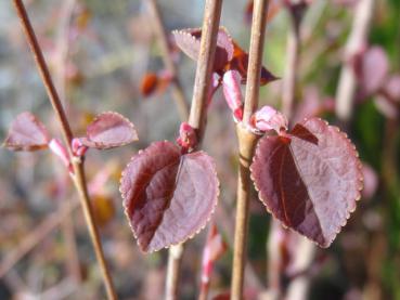 Cercidiphyllum japonicum Rotfuchs