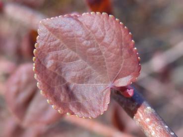 Cercidiphyllum japonicum Rotfuchs