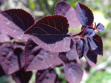 Cercidiphyllum japonicum Rotfuchs