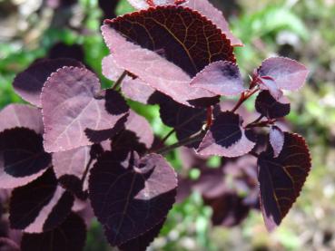 Cercidiphyllum japonicum Rotfuchs