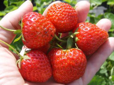 Erdbeeren der Sorte Ostara, mehrfach fruchtend