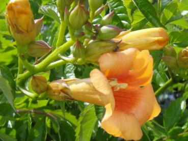 Blüten und Nlütenknospen von Campsis Indian Summer