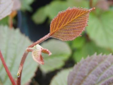 Euptelea pleiosperma