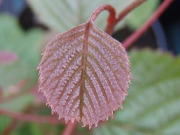 Euptelea pleiosperma