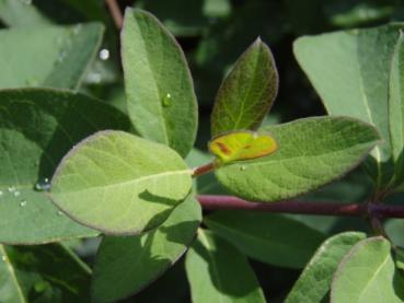 Sommerlaub bei Lonicera morrowii