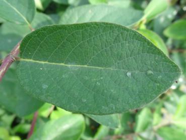 Sommerblatt von Lonicera morrowii