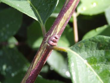 Typische Knospenstellung bei Lonicera morrowii