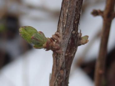 Treibt im milden Januar schon langsam aus: Lonicera morrowii