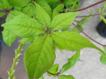 Blatt von der Fingeraralie, Eleutherococcus simonii