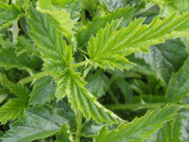 Detail des bedornte Blattes von Rubus xanthocarpus