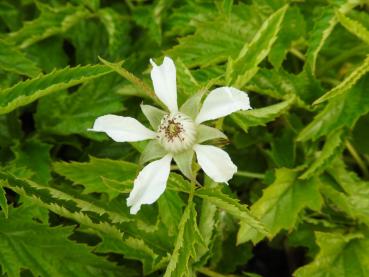 Guldhallon, Rubus xanthocarpus