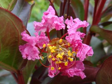 Kreppmyrthe, Lagerstroemie Rhapsody in Pink - Lagerstroemia indica Rhapsody in Pink