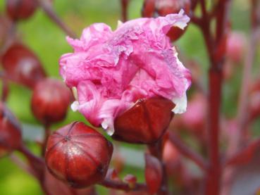 Lagerstroemia Rhapsody in Pink, Blüte