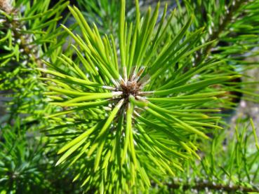 Pinus pinea