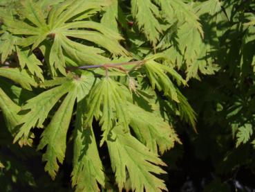 Flikbladig solfjäderslönn Aconitifolium, Acer japonicum Aconitifolium