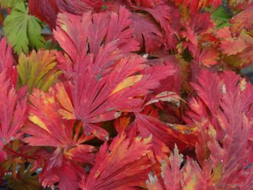 Facettenreiche rote Herbstfärbung bei Acer japonicum Aconitifolium