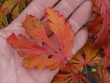 Acer japonicum Aconitifolium: Orange-rotes Herbstlaub