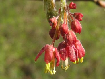 Acer japonicum Aconitifolium: Nahaufnahme Blüte