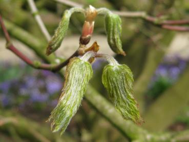 Frischer Austrieb von Acer japonicum Aconitifolium